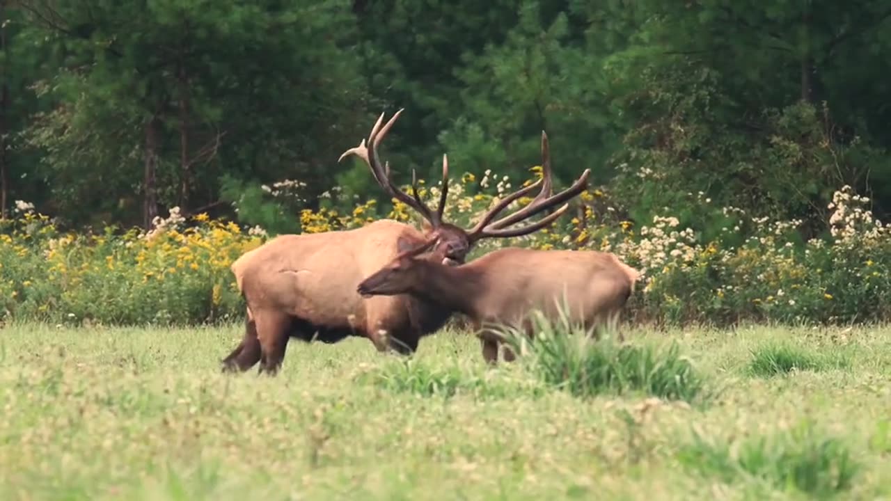 stag and deer