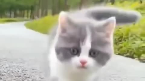 Cute cats / nice videos / cat 🔊sound