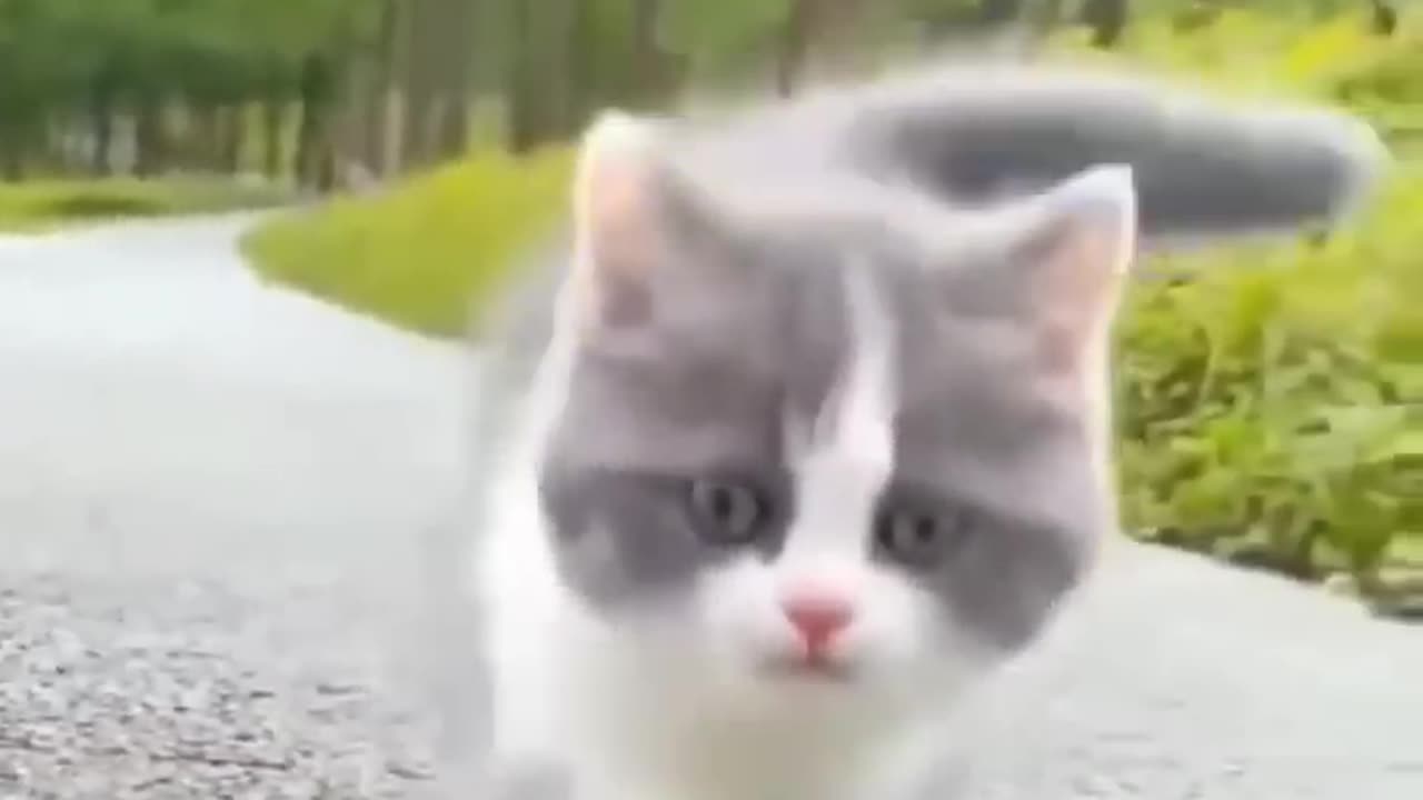 Cute cats / nice videos / cat 🔊sound