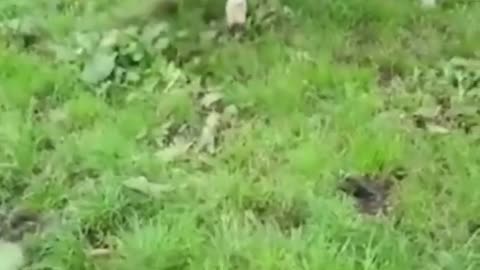 Funny animals compilation