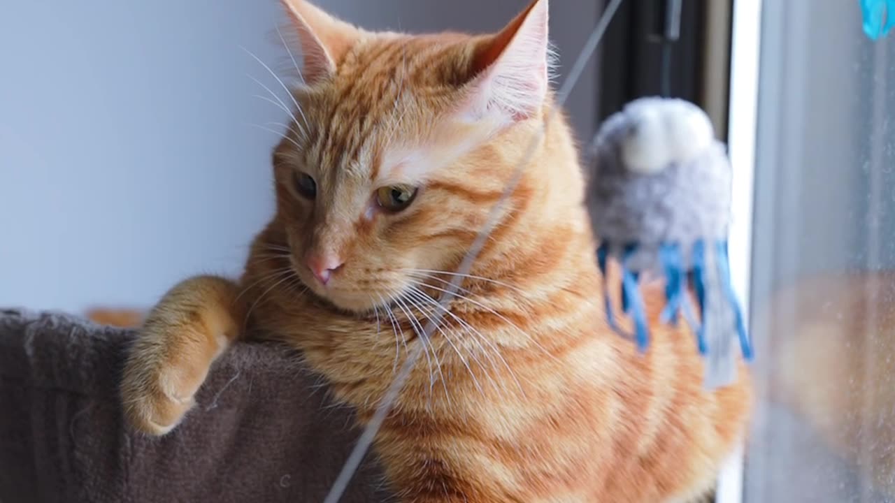 Cat Relaxing in a Hammock: The Ultimate Chill