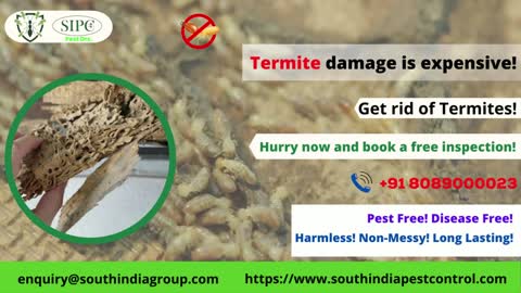 Kochi Termite Control Services