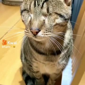 I had never seen a cat like that