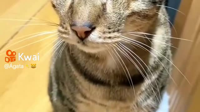 I had never seen a cat like that