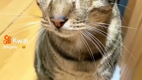 I had never seen a cat like that