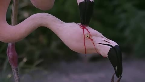 Flamingos Feeding