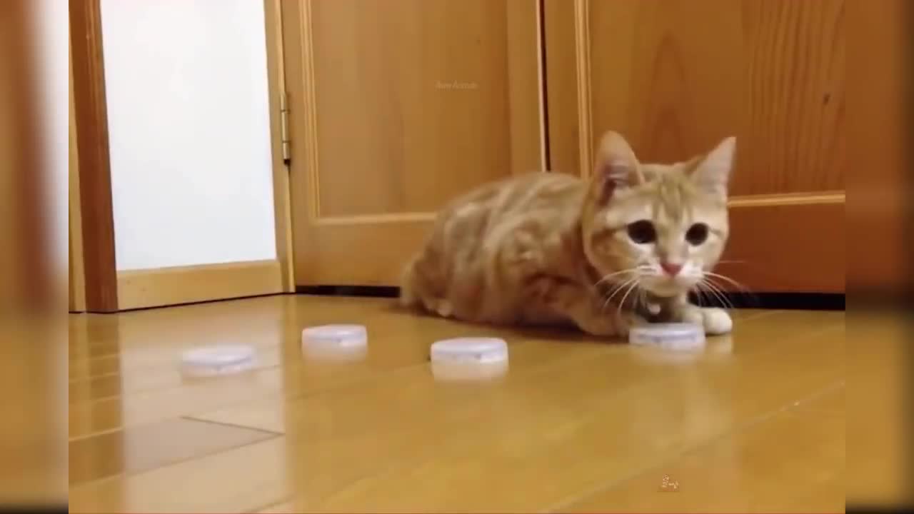 Baby Cats - Cute and Funny Cat Videos Compilation #19