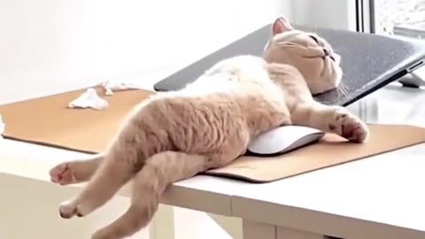 🤣Funny cats compilation 😂 #cat #funny #funnycats #cute #shorts #shortvideo #viralvideo #animals