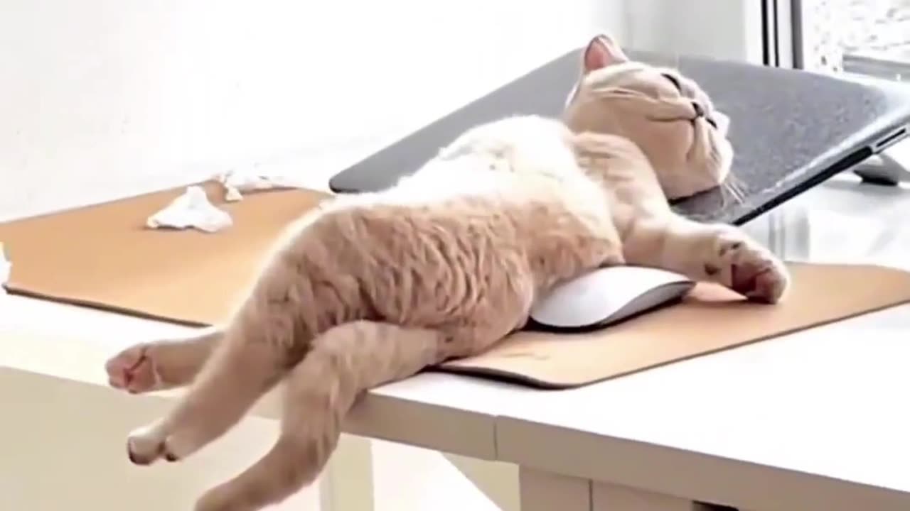 🤣Funny cats compilation 😂 #cat #funny #funnycats #cute #shorts #shortvideo #viralvideo #animals