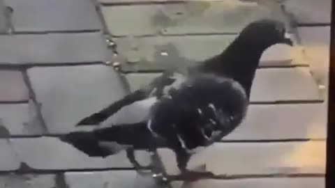 Pigeon jackson