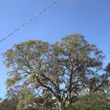 Ospreys in flight Sanford Fl