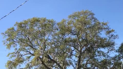 Ospreys in flight Sanford Fl