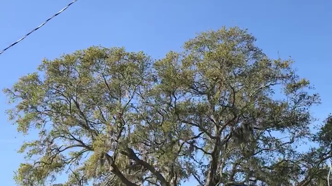 Ospreys in flight Sanford Fl