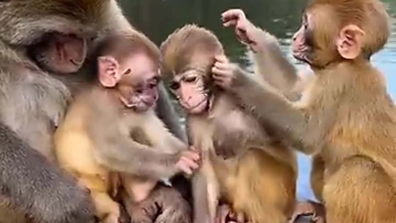 Monkey funny video animals funny video