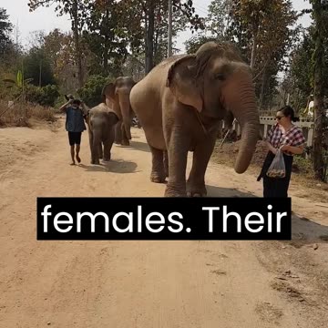 Elephants are the largest land mammals and are admired for their intelligence