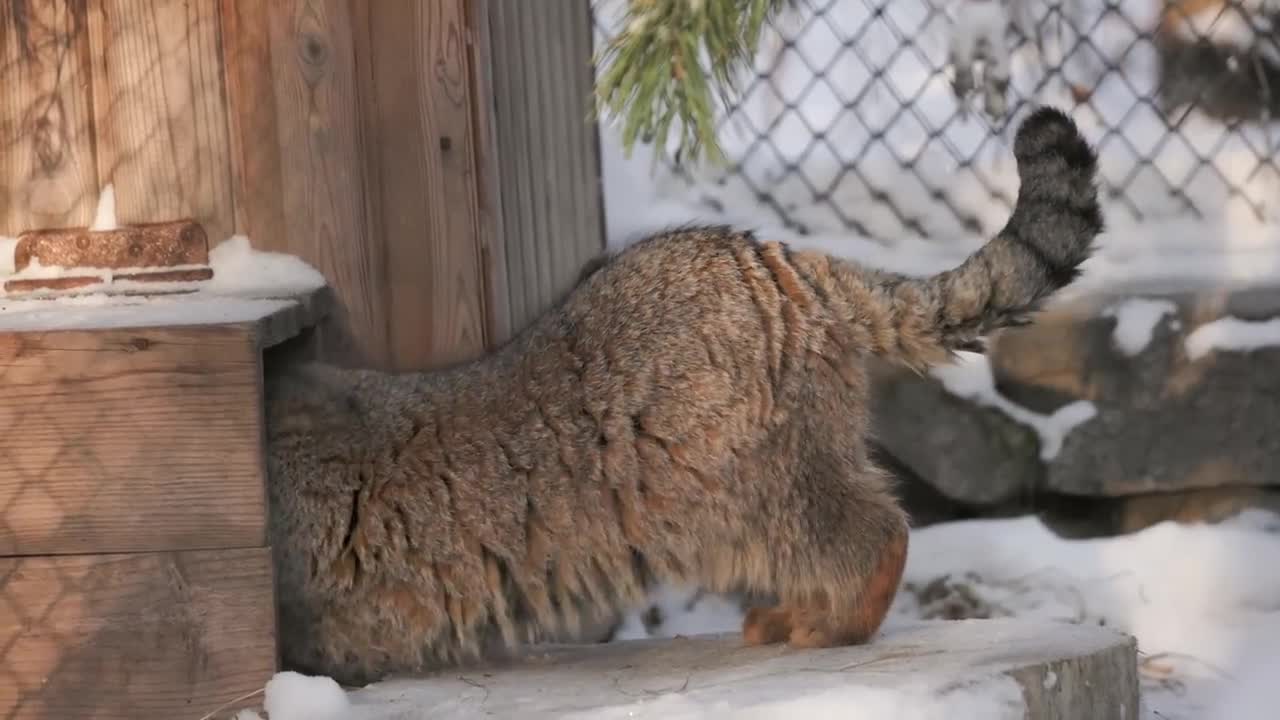 Pallas's cat patrols his territory