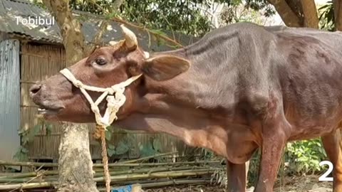 Have you ever heard the sound of a cow? Click on the video and hear the sound in a new way.