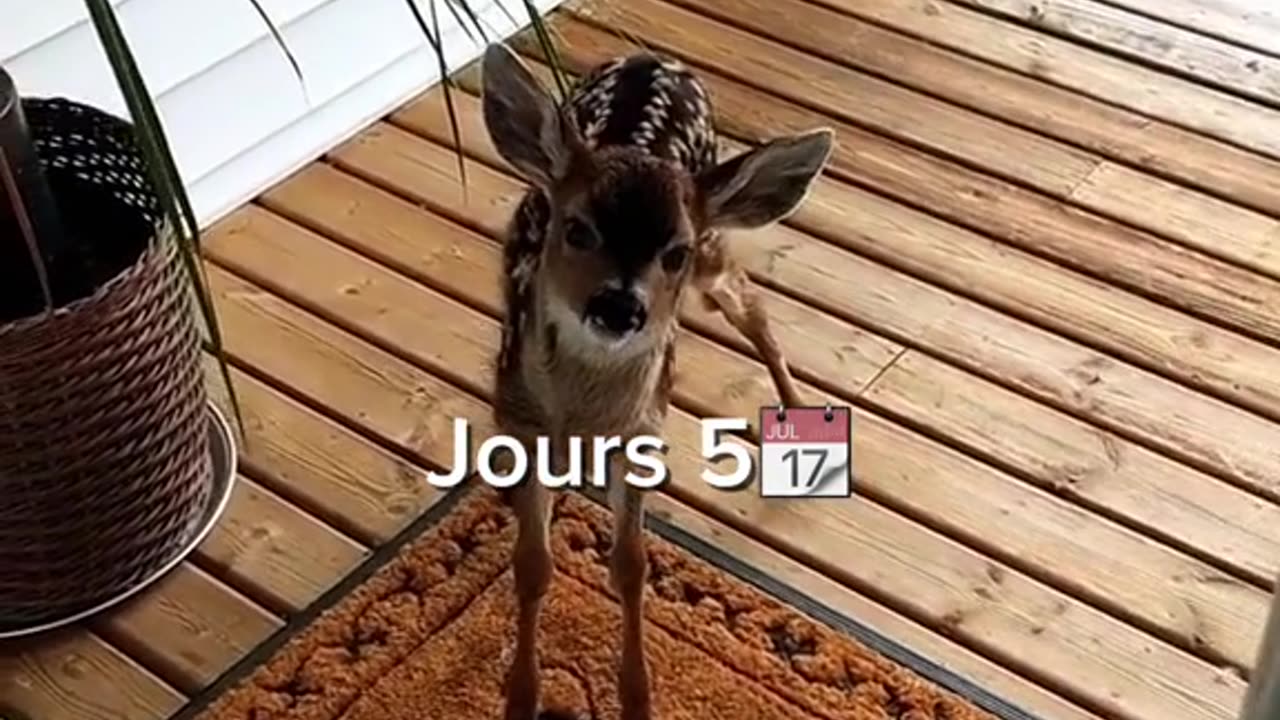 Il sauve la hie a ce bébé et regardez la fin️️🥲#animal #sauvetage #pourtoipage #french #pourtoipage #pourtoi