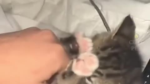 Funny Cat 🐈 videos