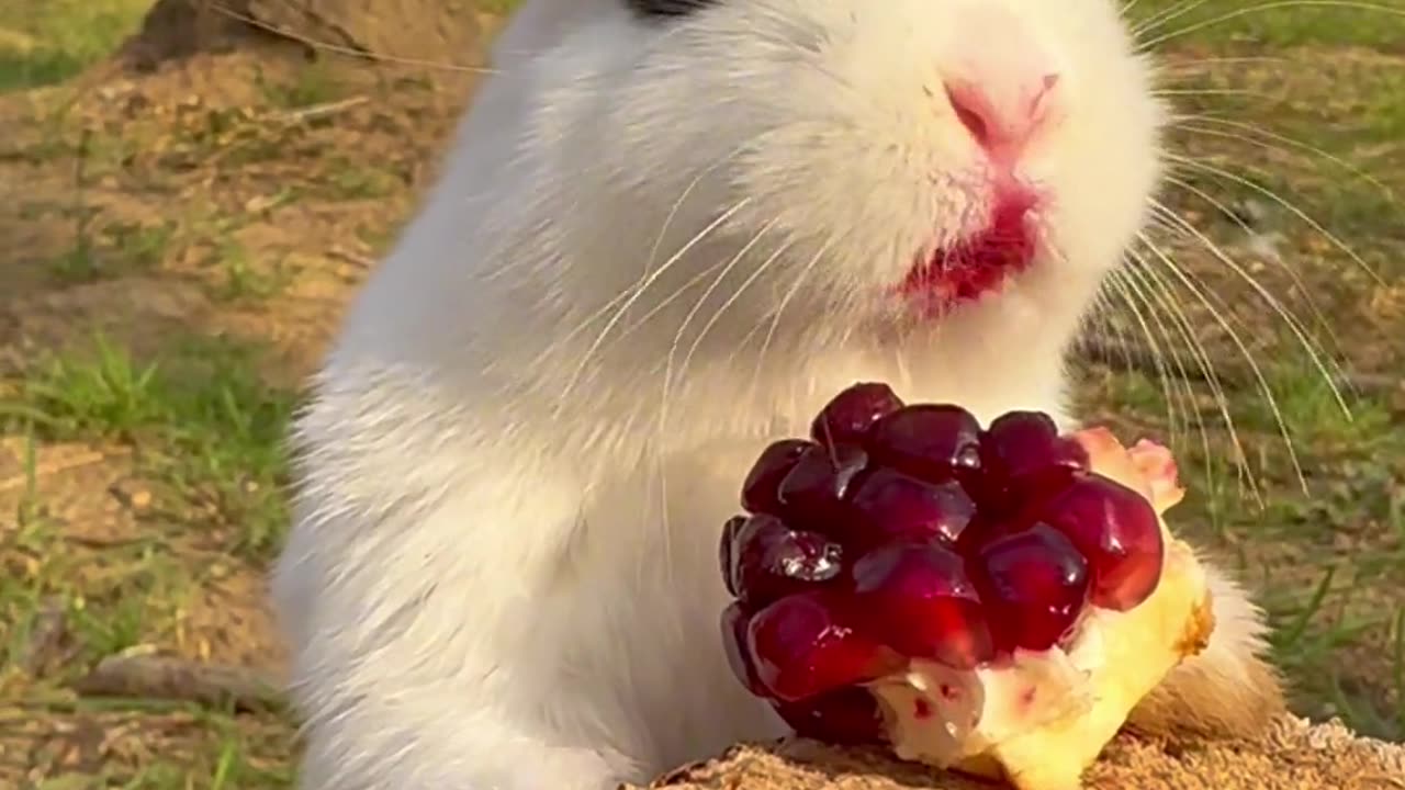 Beautiful Rabbit Eating Food 🍓🍒🍇🍏