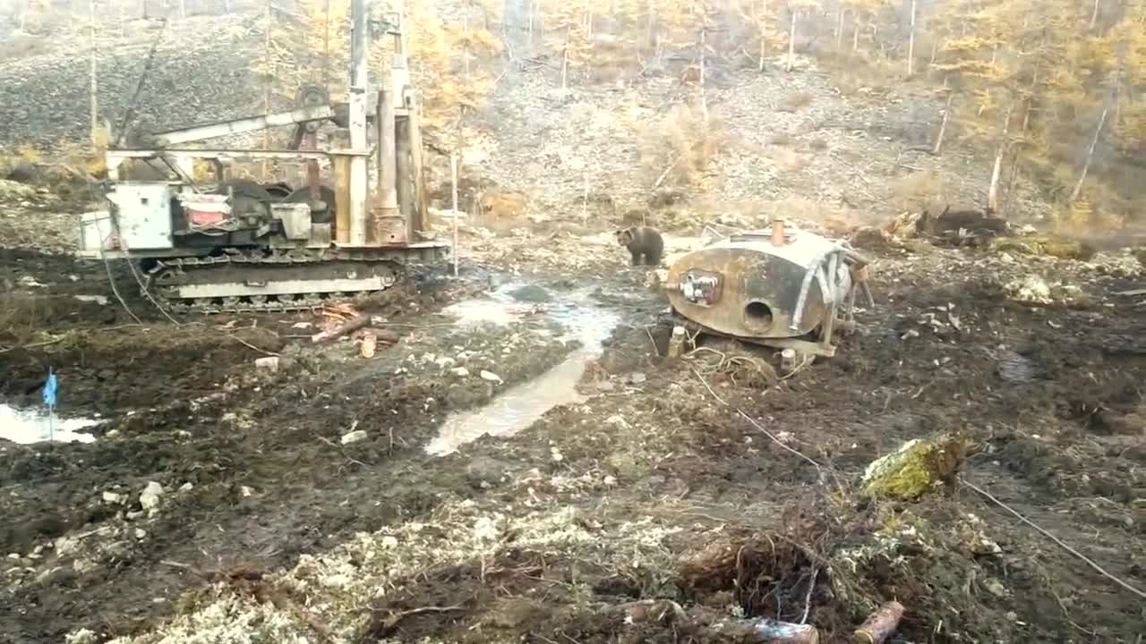 Russian workers hand-feed friendly wild bear