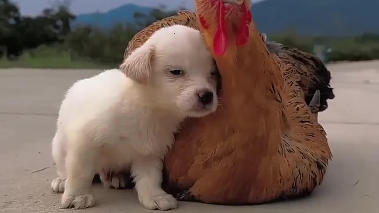 When the weather gets cold, dogs seek out their mother chickens to keep them warm # adorablepet #dog