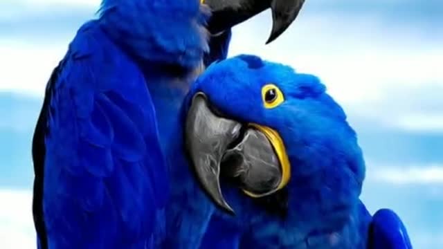 Wow Amazing birds