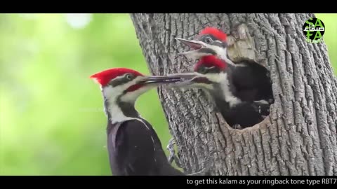 Hasi rabi jalallah