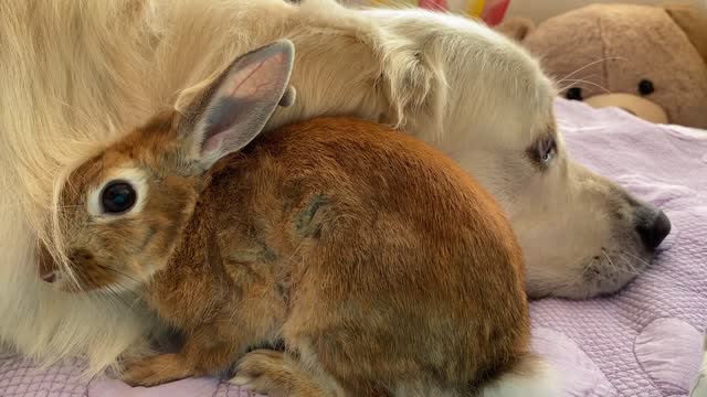 Amazing Love Between Dog and Rabbit - Cutest Video Ever