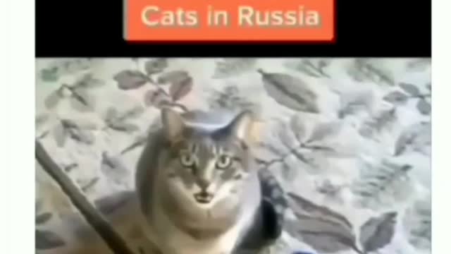 cats in the hood