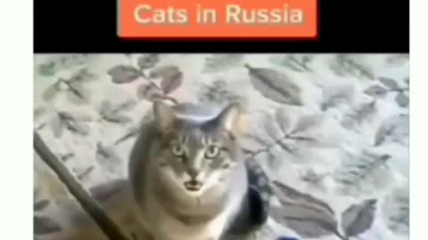 cats in the hood