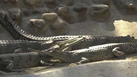World Crocodile Day: Gharials and Tomistomas LA Zoo
