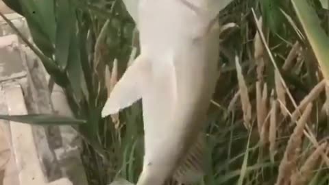 This is a beautiful and charming water-dwelling species