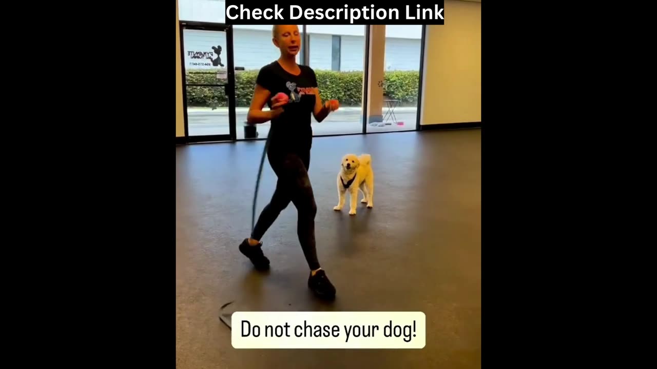 Dog commands tips - Do not chase your dog