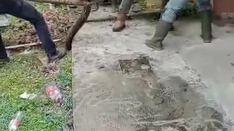 The snake is removed from the pipe