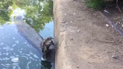 BAD DAY? Better Watch This - Try Not To Laugh Funny Video