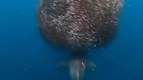 This is a beautiful and charming water-dwelling species