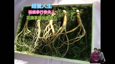 經營人生 裕威參行參夫人 花旗蔘增加免疫力