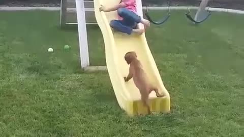 Adorable puppy tries to go up the slide to be with her boy