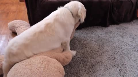 Giant Bear SAVES Baby Bear From Bailey! Funny Puppy vs Bear