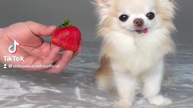 Watch this dog reaction towards strawberries/amazing dog