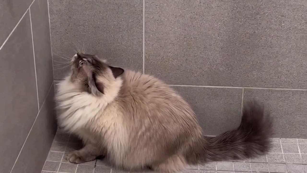 Funny cats