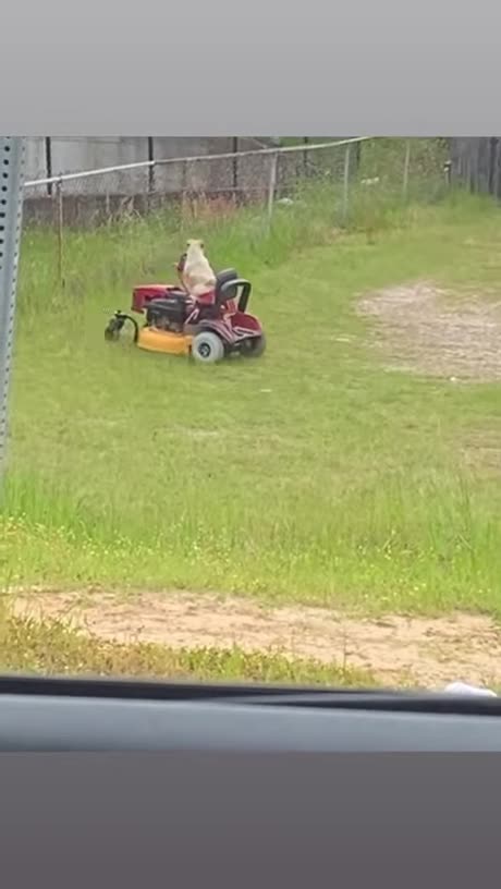 Dog🐕Mowing👀The Lawn😎