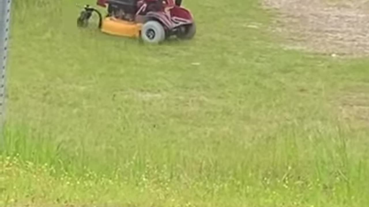 Dog🐕Mowing👀The Lawn😎
