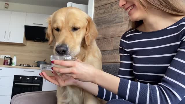 I Let My Dog Choose Between Beef Broth And Yogurt