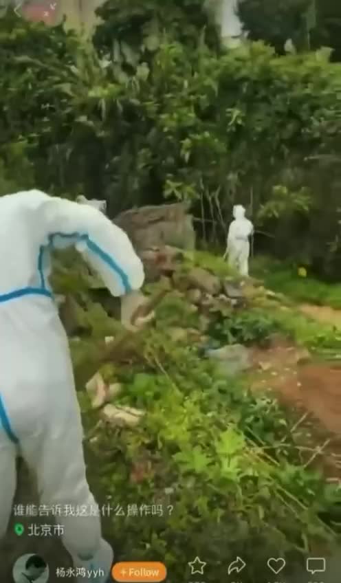 Homegrown vegetables patches are being DESTROYED in China
