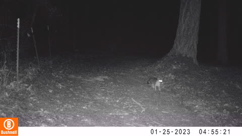 Two Foxes are Back