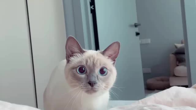Anyone loves cat doing this?