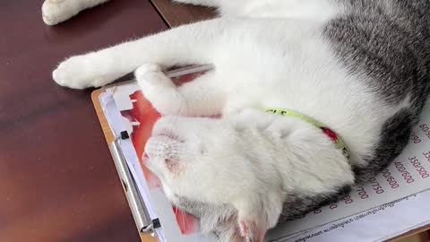 Sleeping cat every human loves a dropper