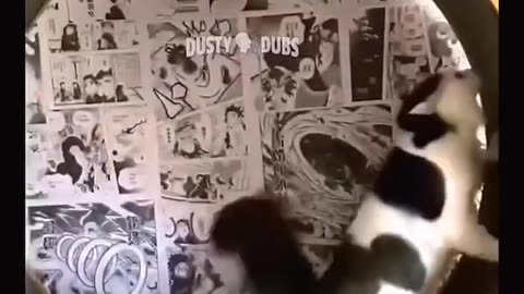 Best Funny Cat Videos 2023😂 Funniest Cat Compilation 😃 ! # Shorts # Funny Cat.